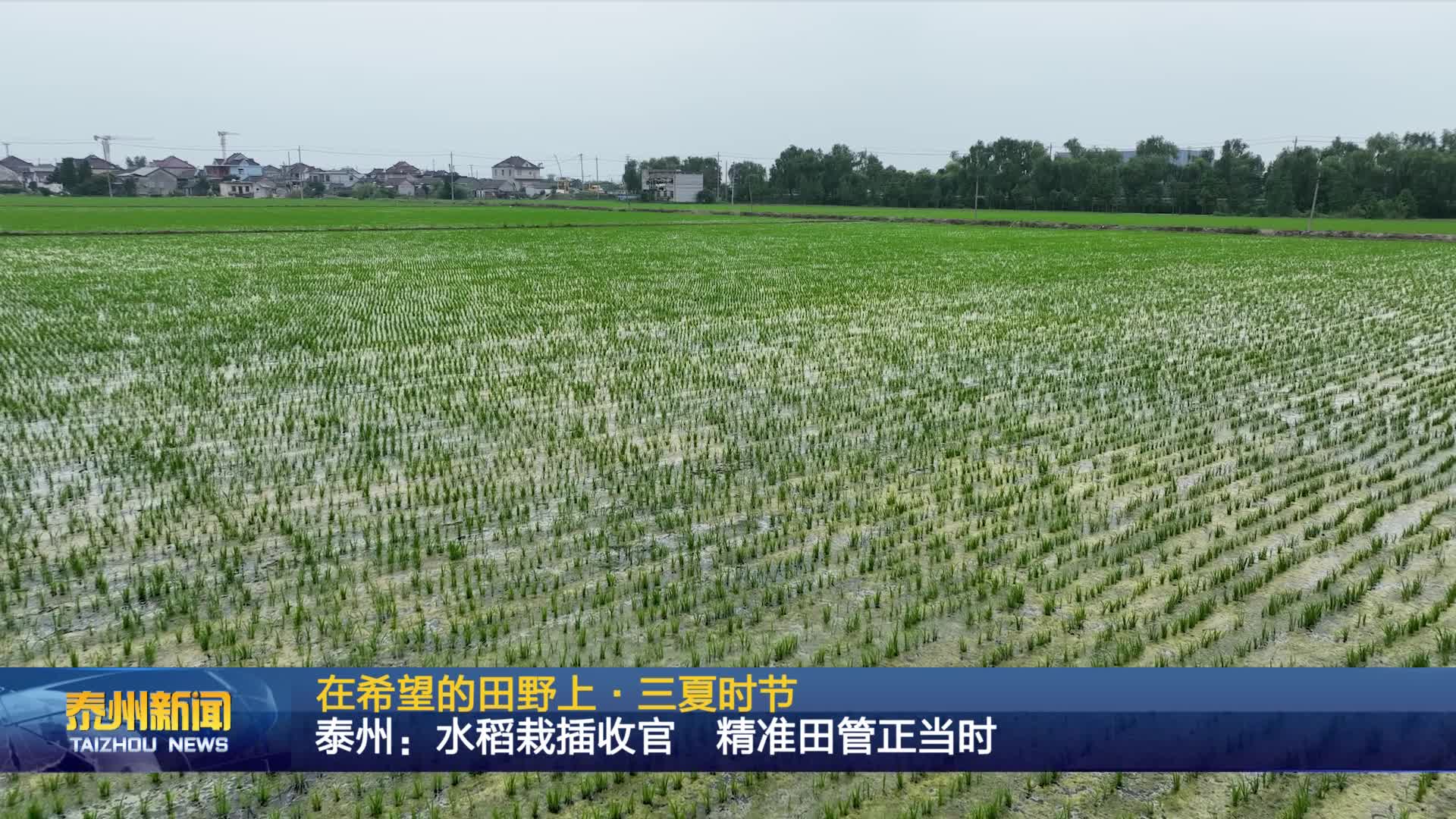 在希望的田野上·三夏时节 泰州:水稻栽插收官 精准田管正当时